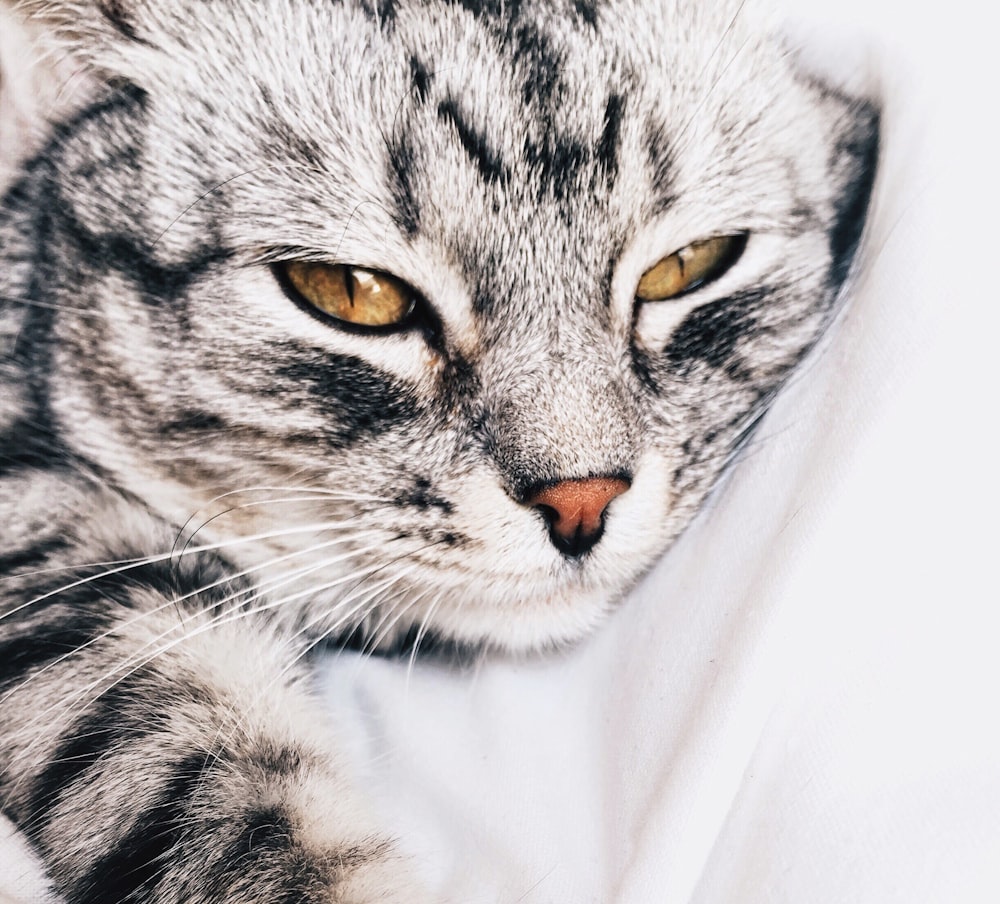 tabby cat laying on white textile