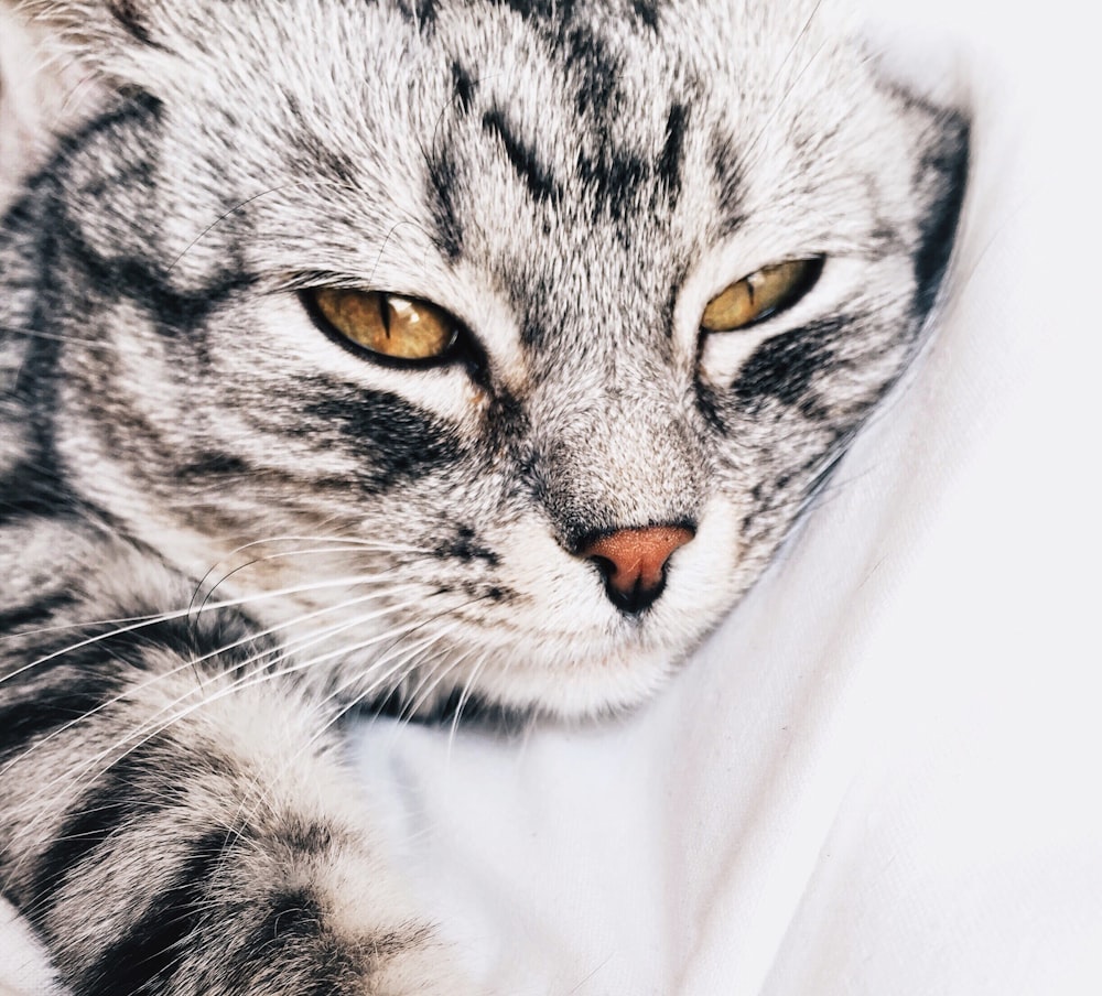 흰 직물에 누워 있는 줄무늬 고양이