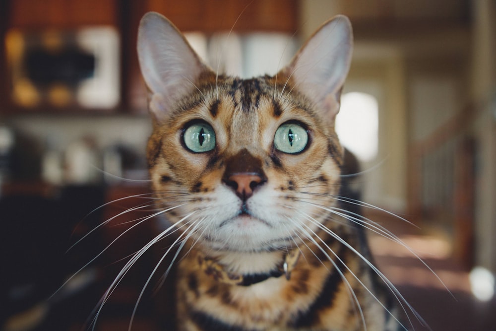 Cerrar foto de gato marrón y blanco