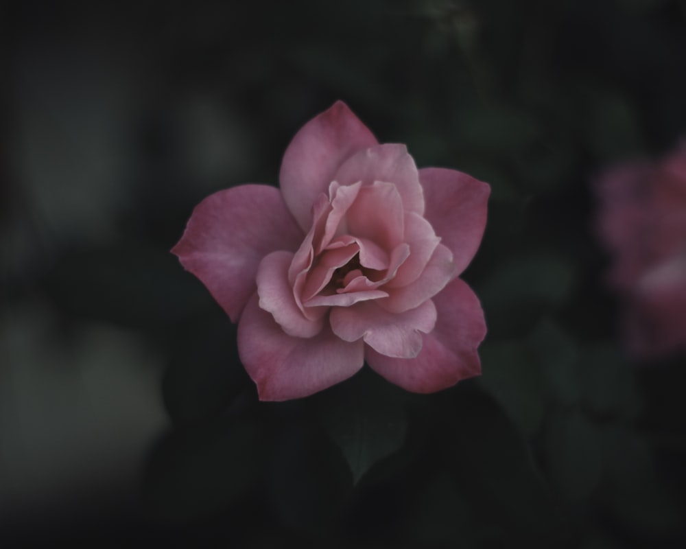 Makrofotografie der rosa Blume