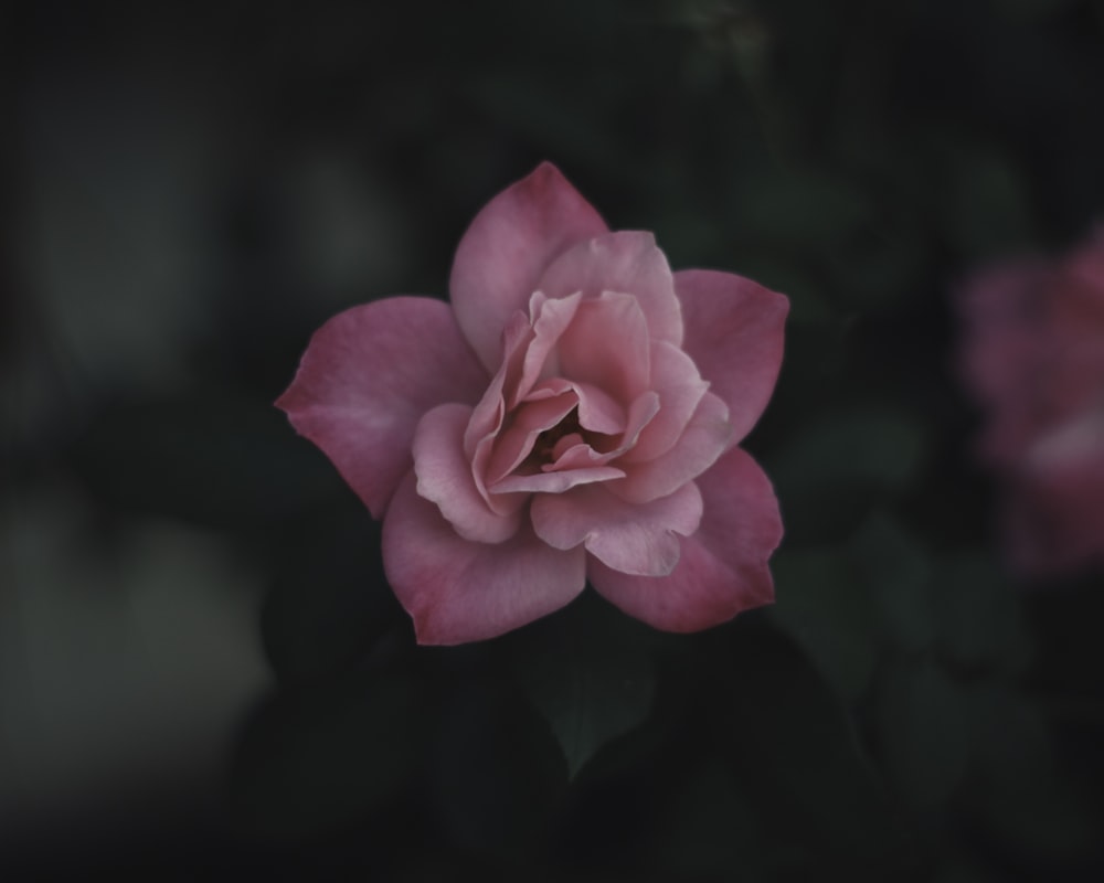 Fotografía macro de flor rosa