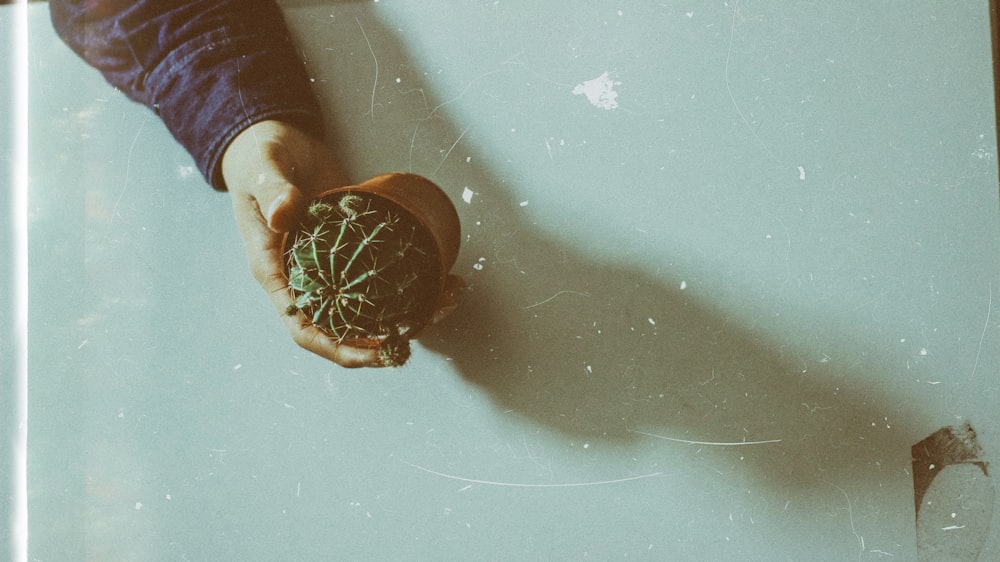 personas que sostienen la mano de la maceta de cactus