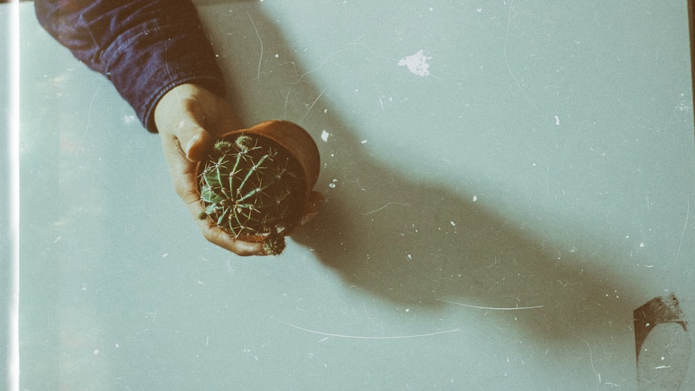 persons hand holding cactus planter