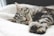 better sleep with elemind