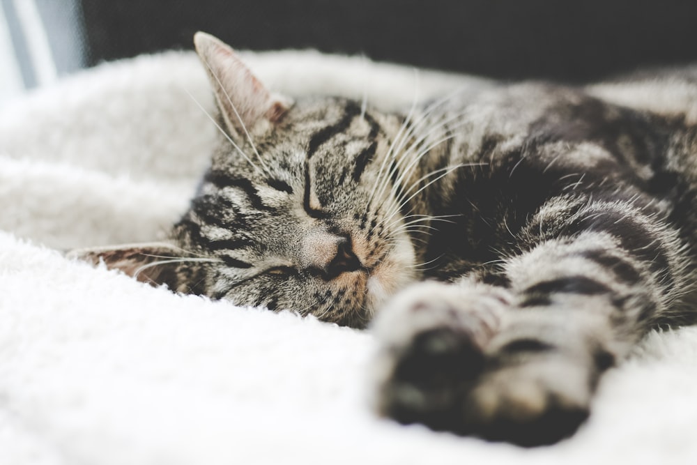 gato atigrado plateado durmiendo sobre una manta blanca