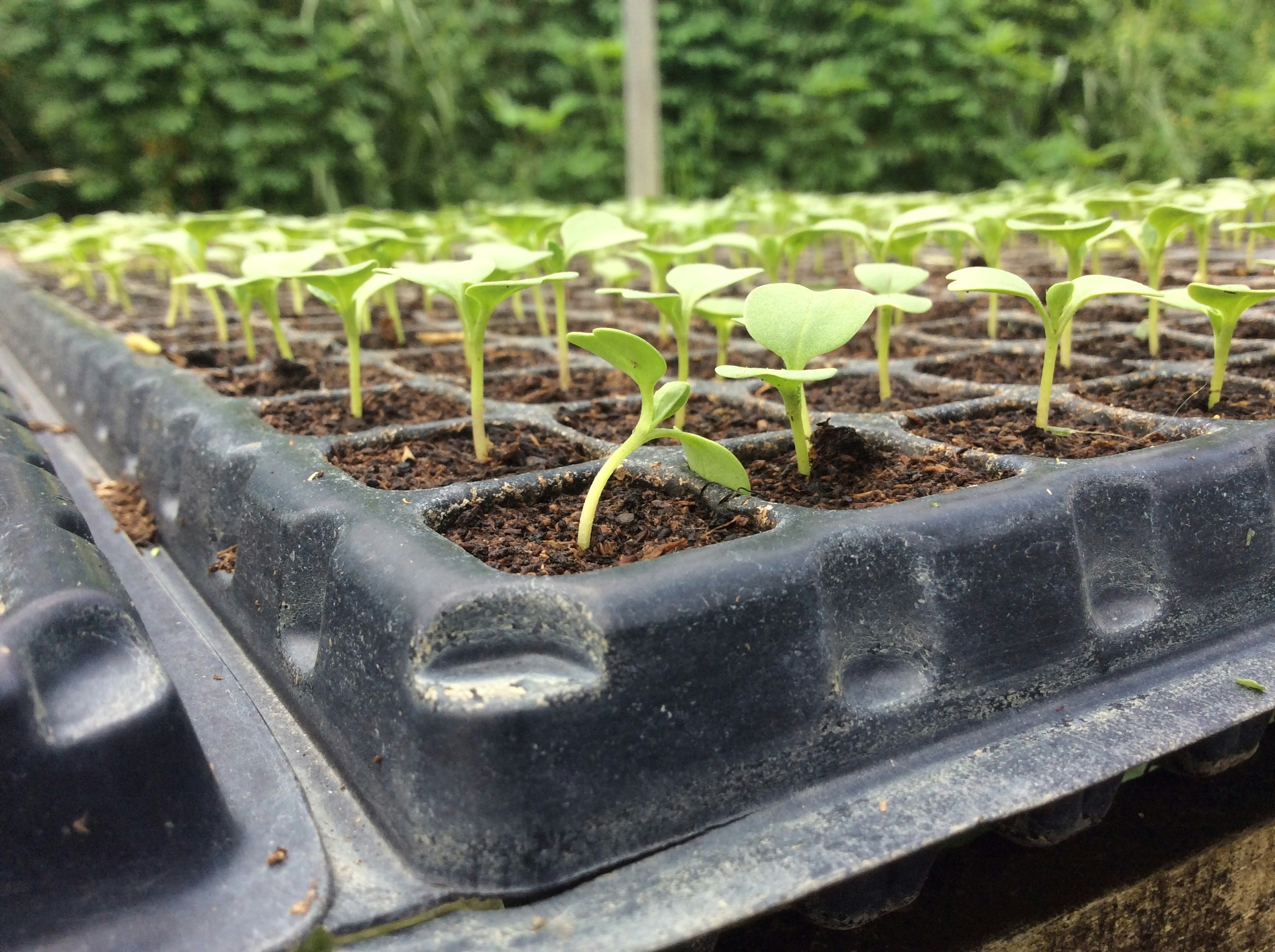 সবজির চারা