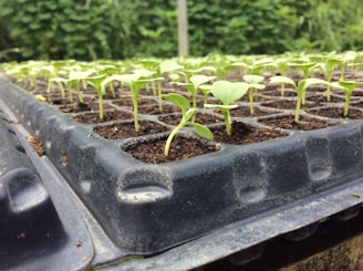 A close-up of a black seed tray filled with numerous small green seedlings, each emerging from rich brown soil. The background is blurred, filled with lush green vegetation, creating a contrast with the clear focus on the tray in the foreground.