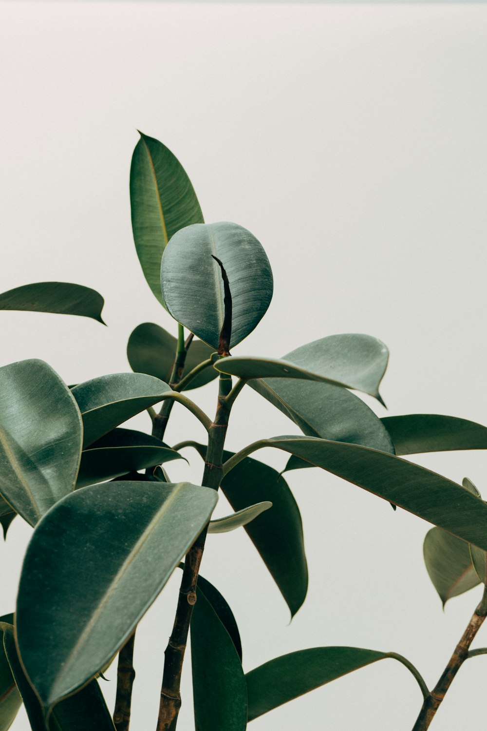 planta de hojas verdes