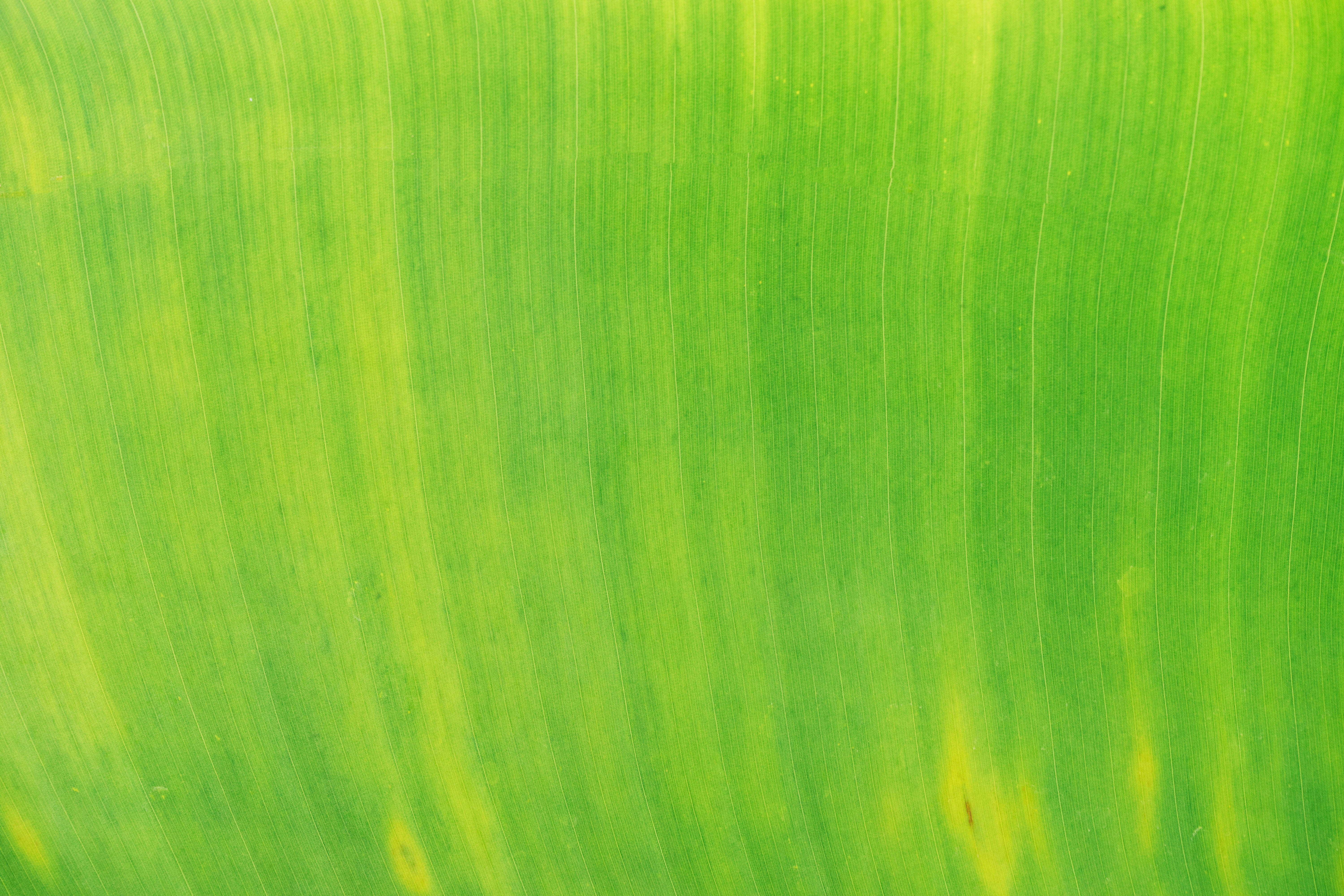 Green Texture Pictures Download Free Images On Unsplash