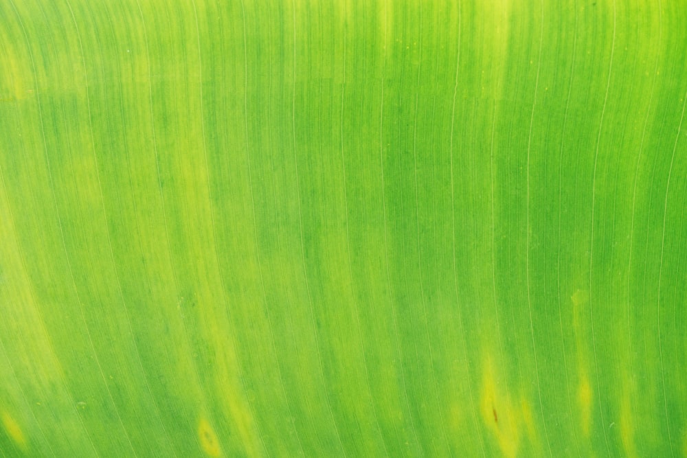 a close up of a green leaf with yellow streaks