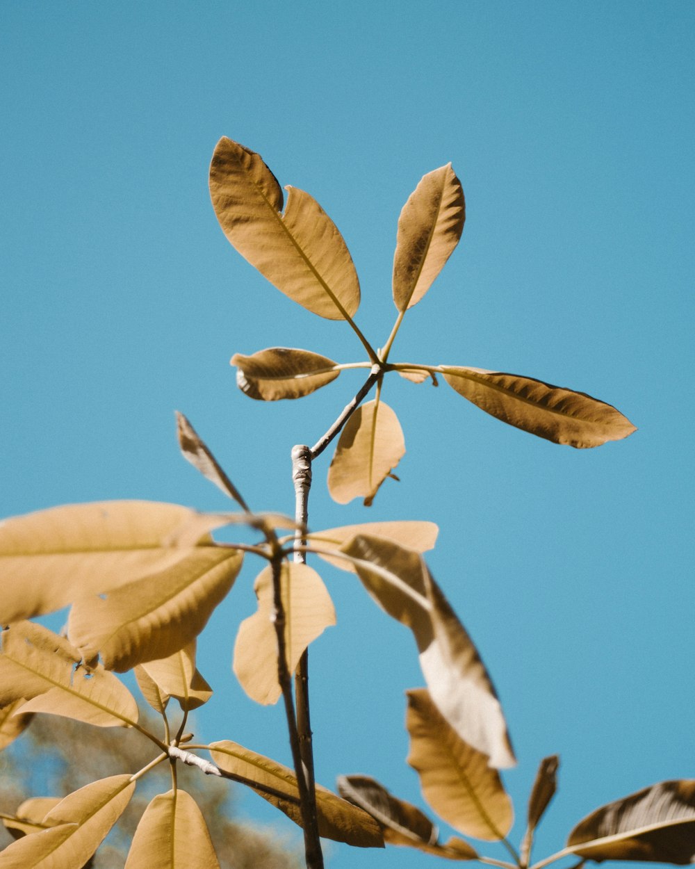 feuilles brunes pendant la journée