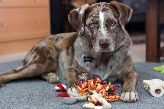 A brown and white dog with a mottled coat lies on a gray carpet surrounded by colorful chew toys and a bone. Its eyes look directly at the camera, conveying a calm and attentive demeanor. The background includes a wooden drawer and furniture, suggesting a cozy indoor setting.