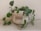 A green plant with heart-shaped leaves is placed in a white woven basket that has the word 'FLOWER' written on it. It's set against a plain, light-colored wall, and some of the plant's vines are trailing outside the basket.