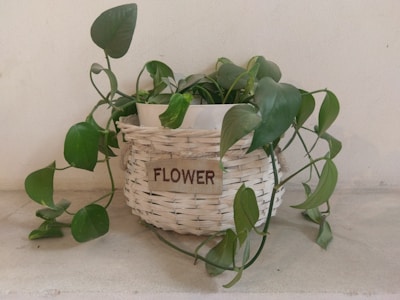 A green plant with heart-shaped leaves is placed in a white woven basket that has the word 'FLOWER' written on it. It's set against a plain, light-colored wall, and some of the plant's vines are trailing outside the basket.