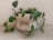 A green plant with heart-shaped leaves is placed in a white woven basket that has the word 'FLOWER' written on it. It's set against a plain, light-colored wall, and some of the plant's vines are trailing outside the basket.