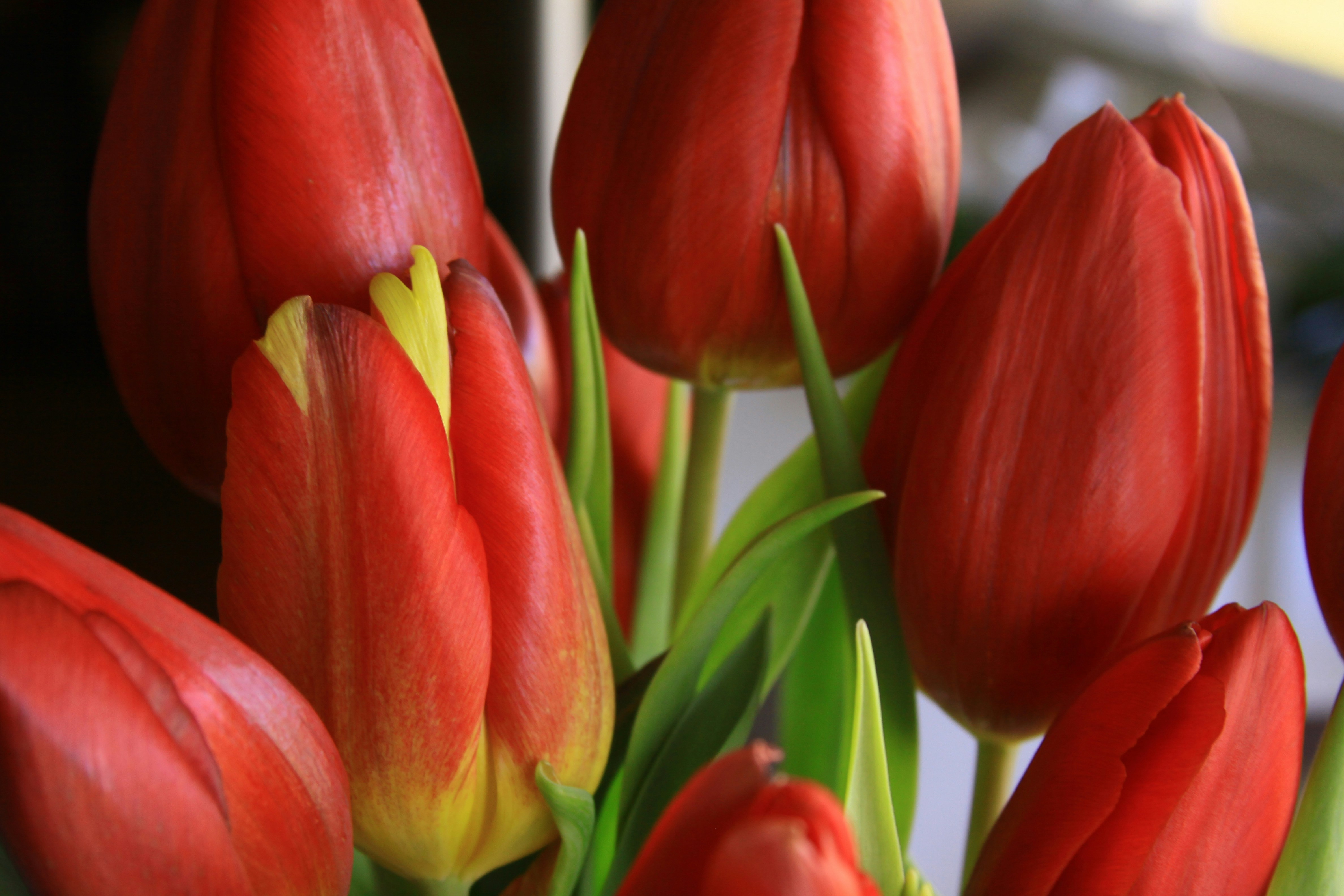 Free Unsplash photo from Lauren Anstey