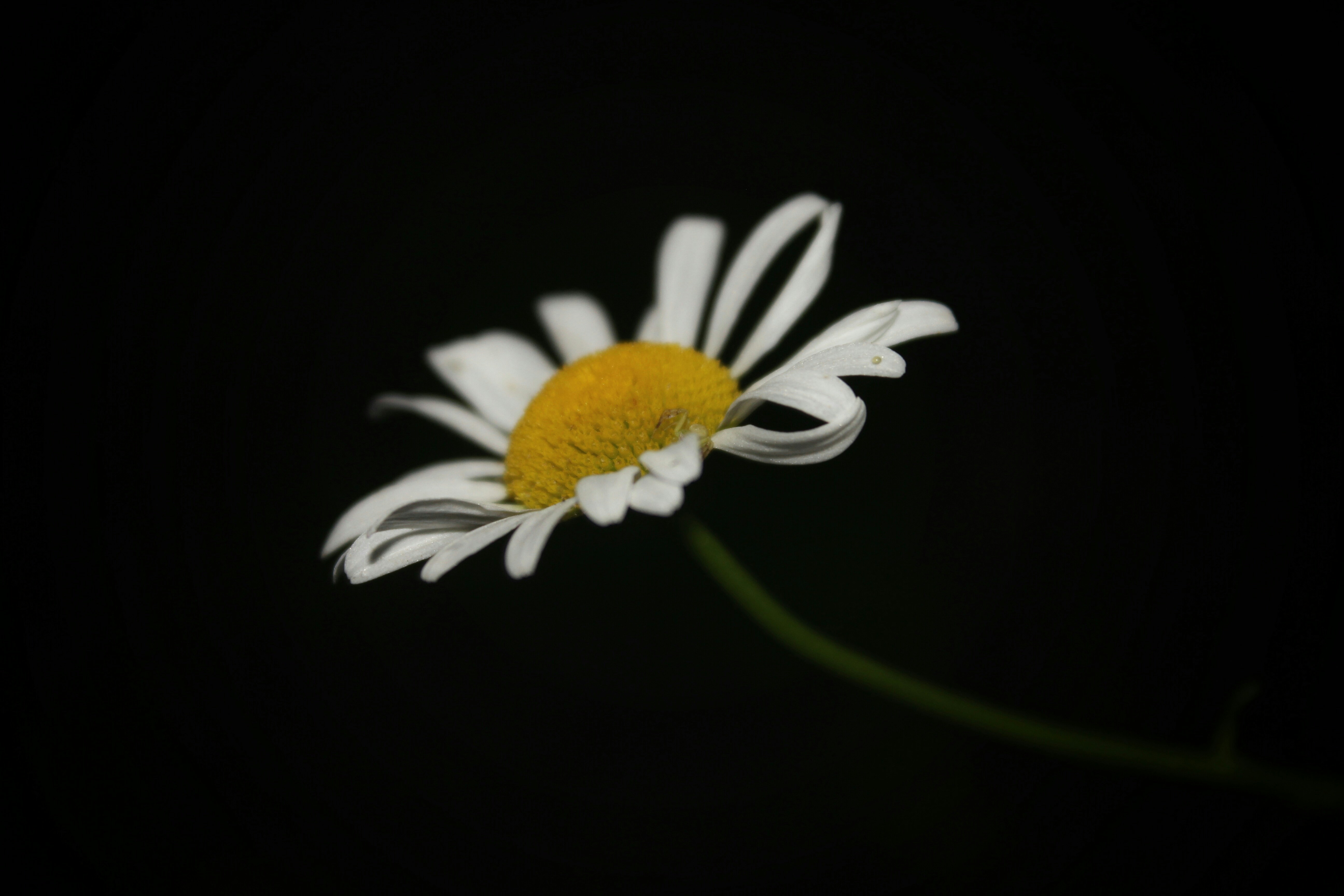 Free Unsplash photo from Pruthvi Shetty