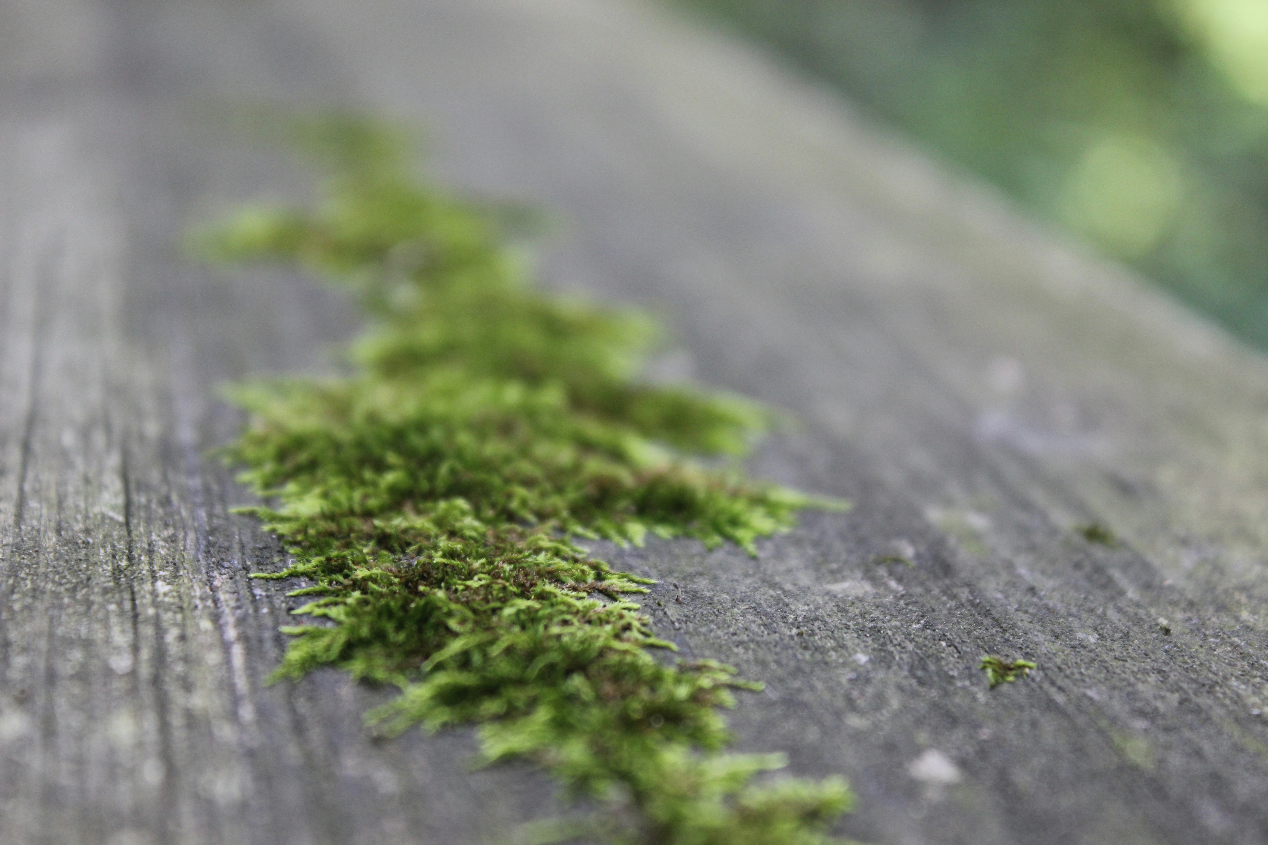 Free Unsplash photo from Pruthvi Shetty