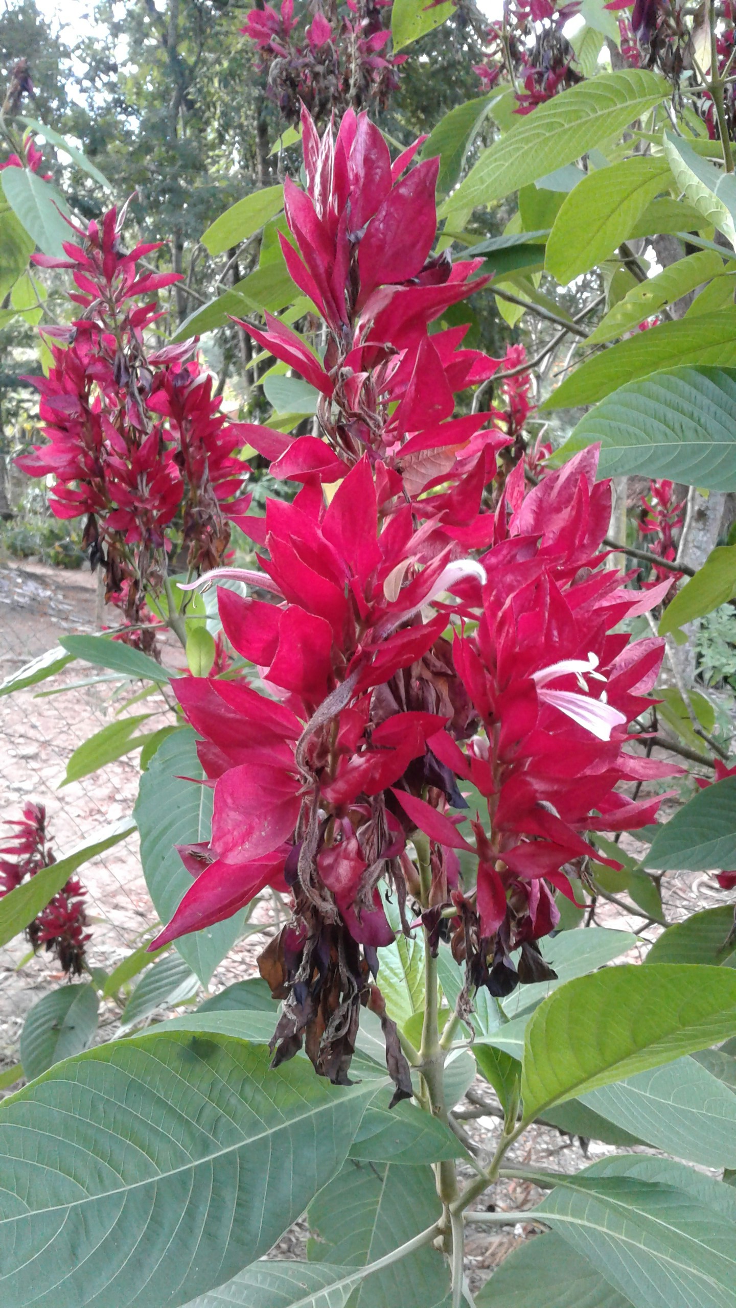 Free Unsplash photo from ana luisa anker