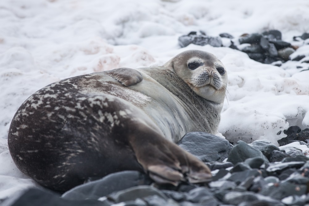 Foca sdraiata su roccia ricoperta di neve