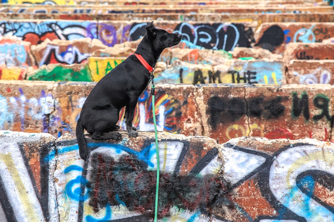 black short coat medium dog on water fountain