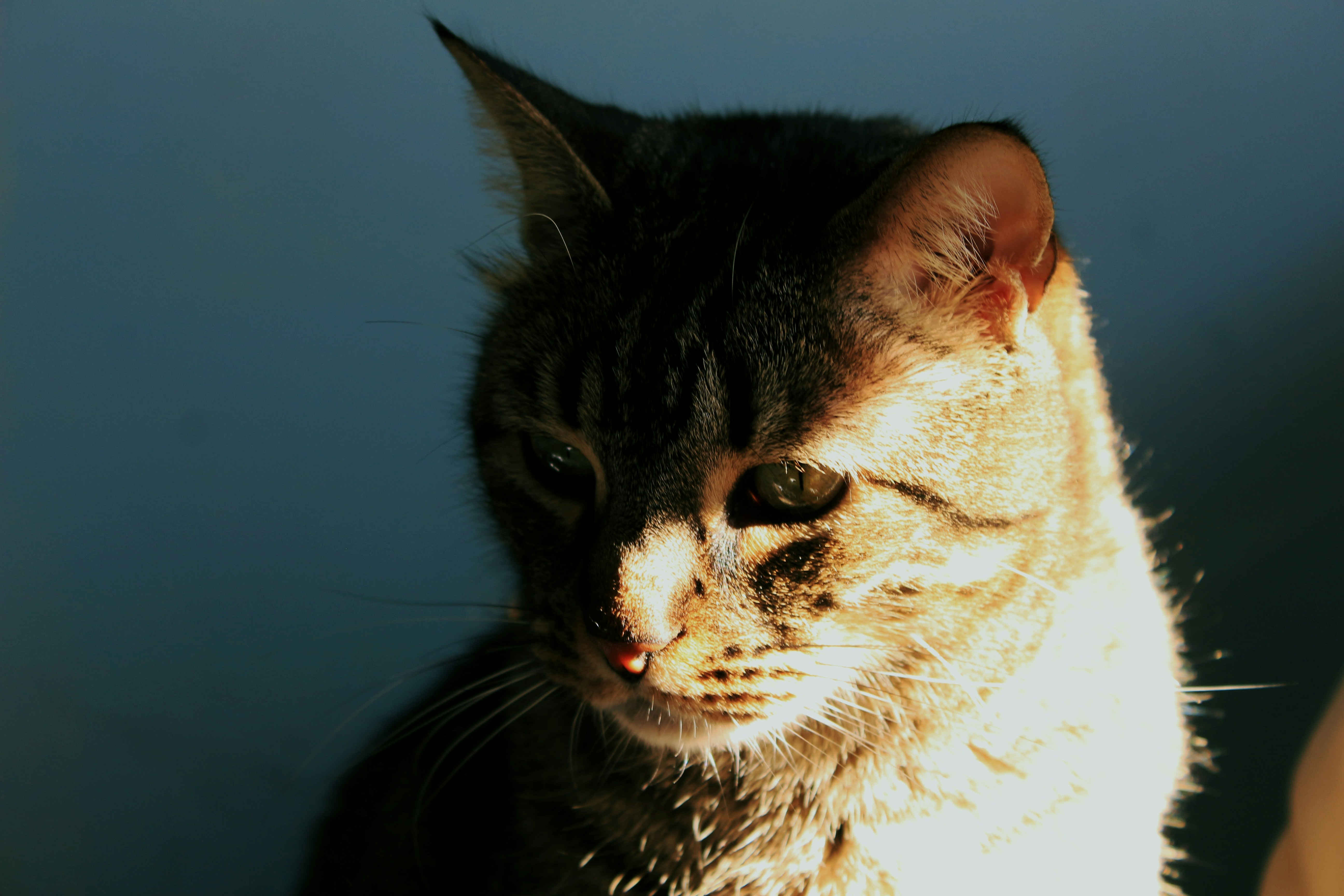 Free Unsplash photo from Aida Ortega Ribadulla