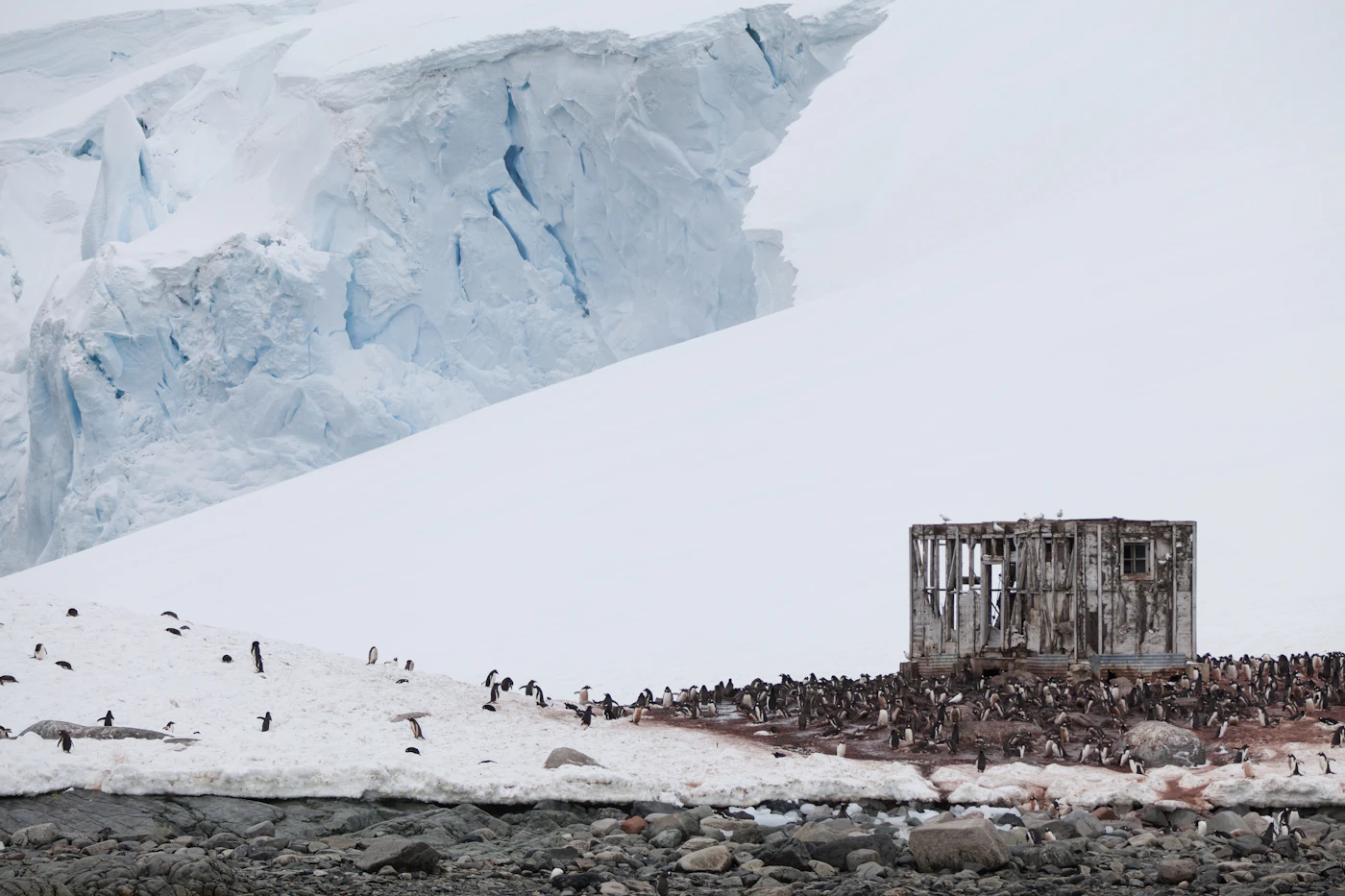 A large penguin colony on a snowy shore beneath a glacier, with a weathered wooden expedition hut