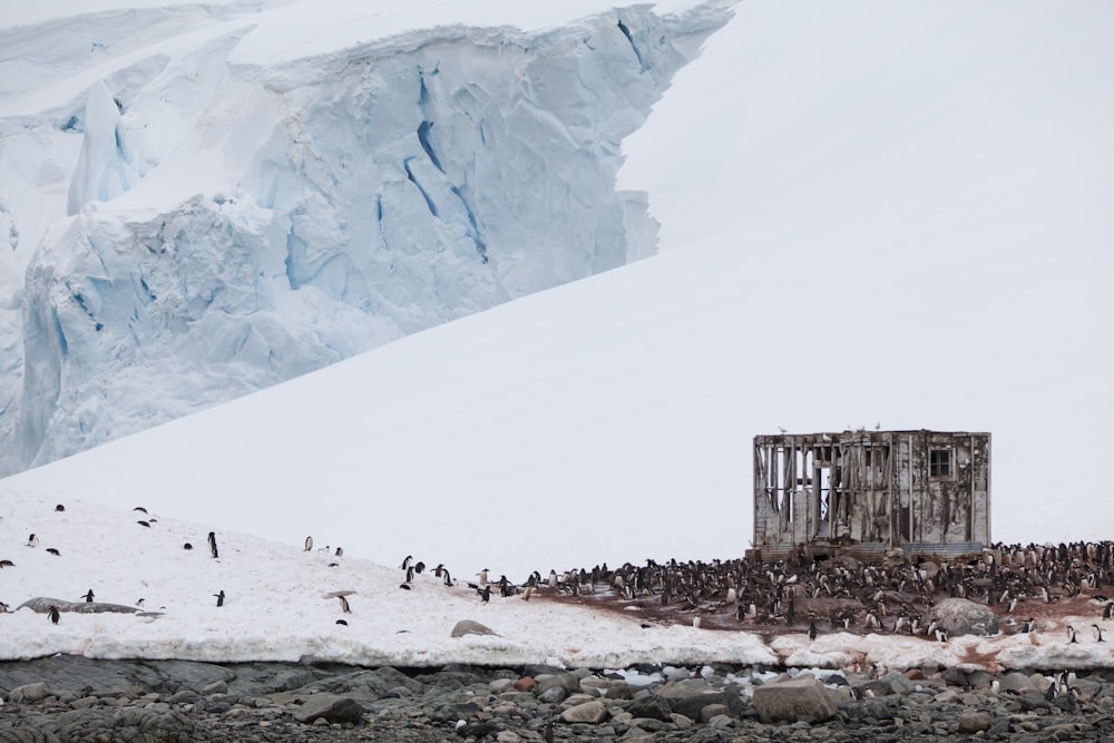 temple near snow mountain