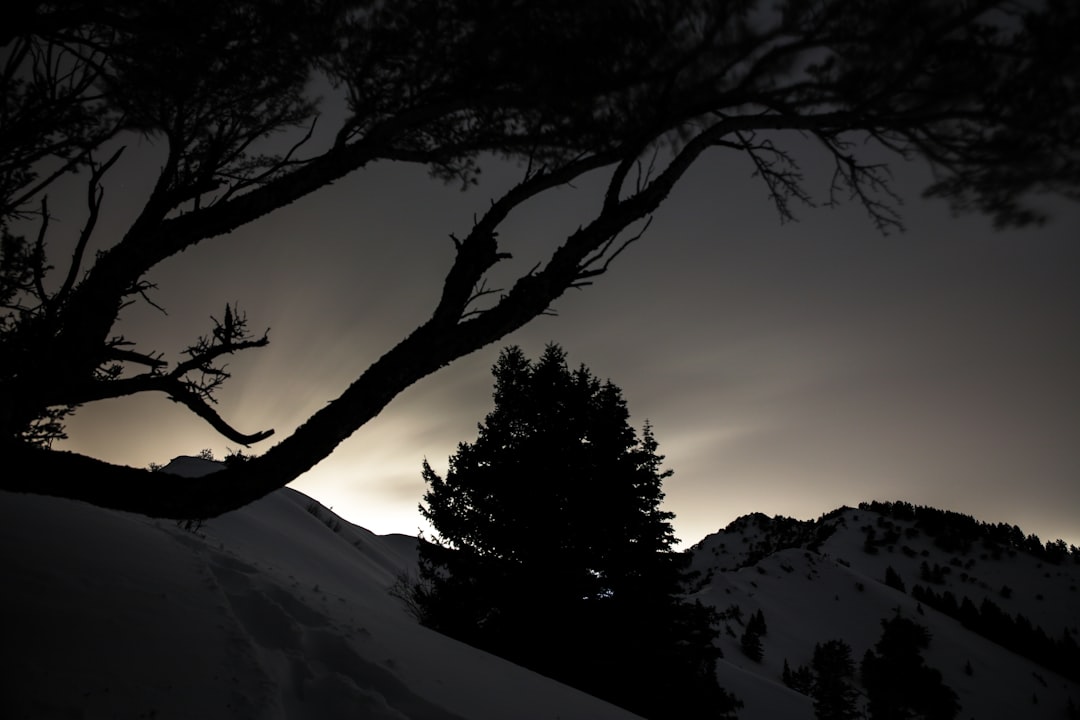 silhouette of trees on snow covered mountain during sunset