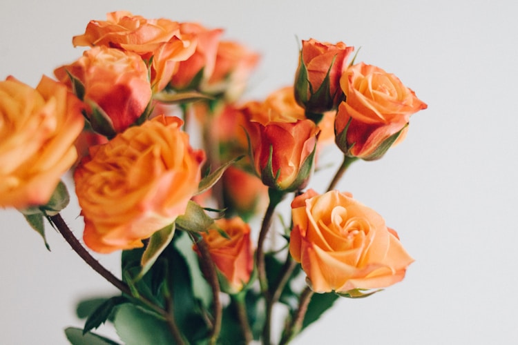 Close up photo of a bouquet of orange roses
