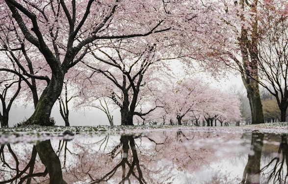 Bold secrets begin in blossom trees...