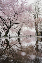 Bold secrets begin in blossom trees...