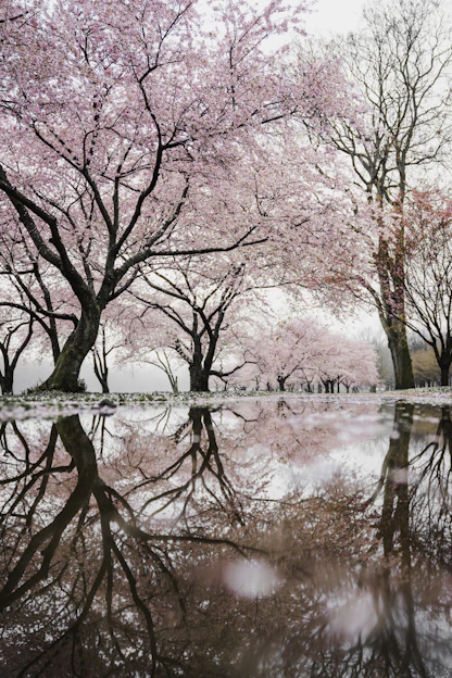 cherry blossom trees near river_timenowonline