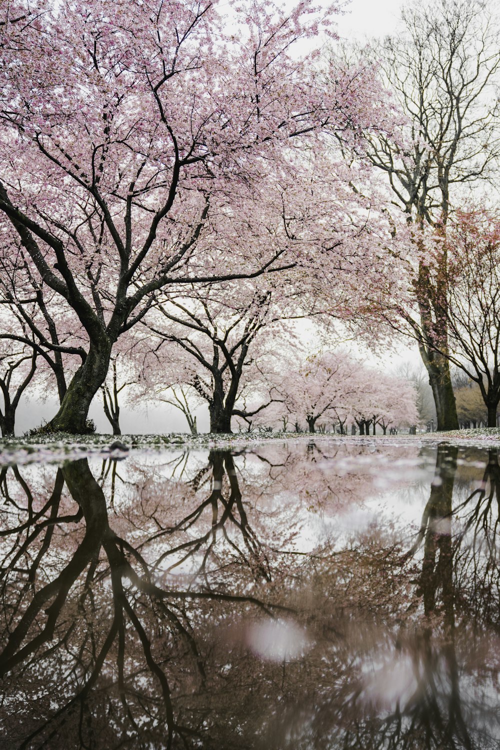 cherry blossom trees near river