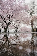 cherry blossom trees near river