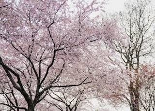 cherry blossom trees near river