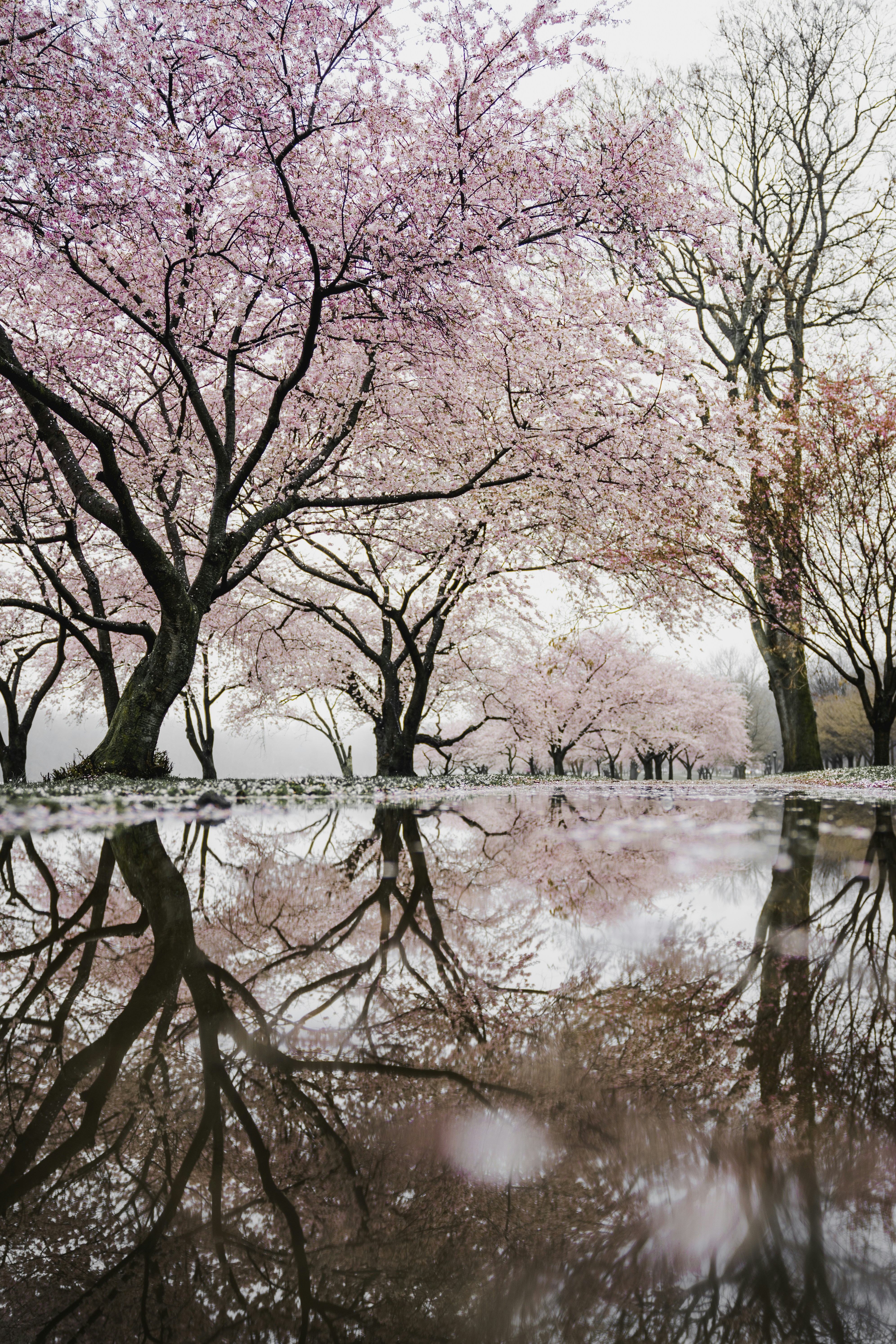 Featured image of post Wallpaper Blossom Tree Aesthetic