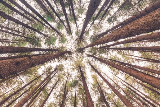 low angle view of trees promot technologies