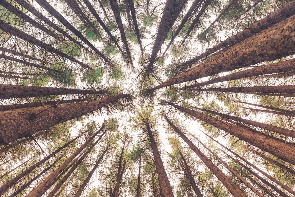 low angle view of trees