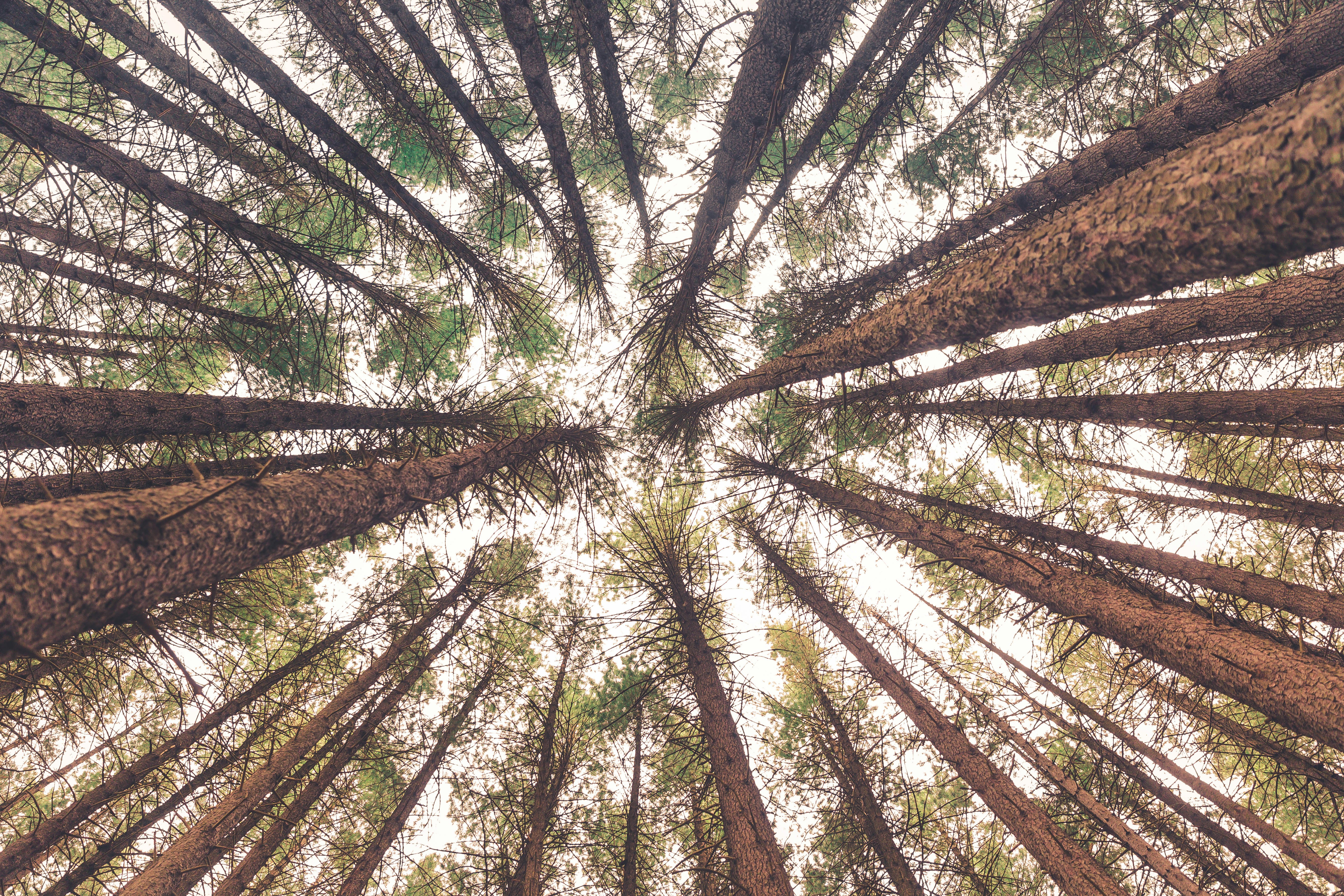 low angle view of trees