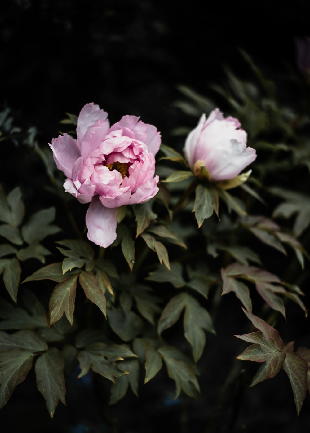 Fotografía con lente de cambio de inclinación de flores rosas
