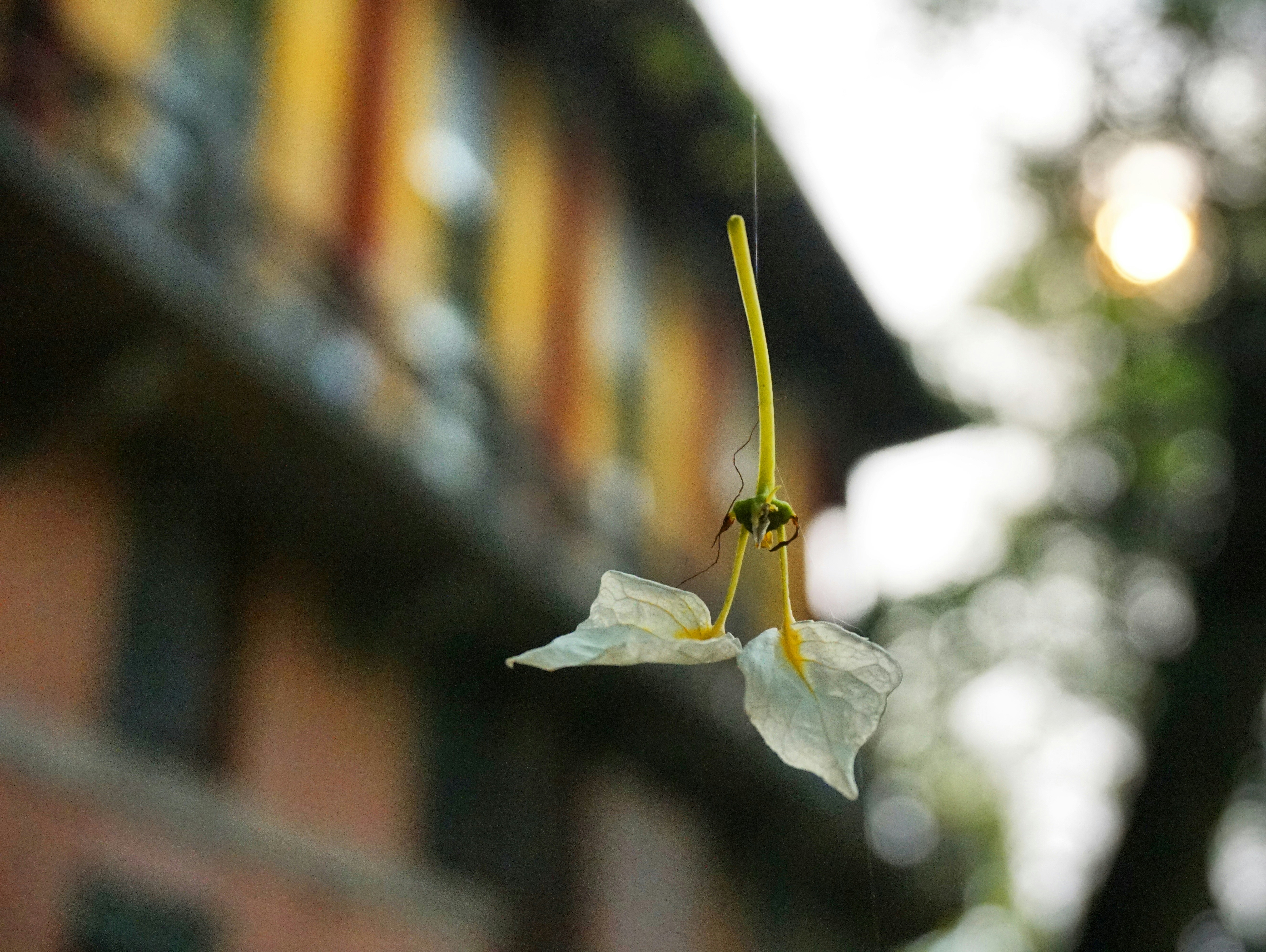 Free Unsplash photo from roadwei ray