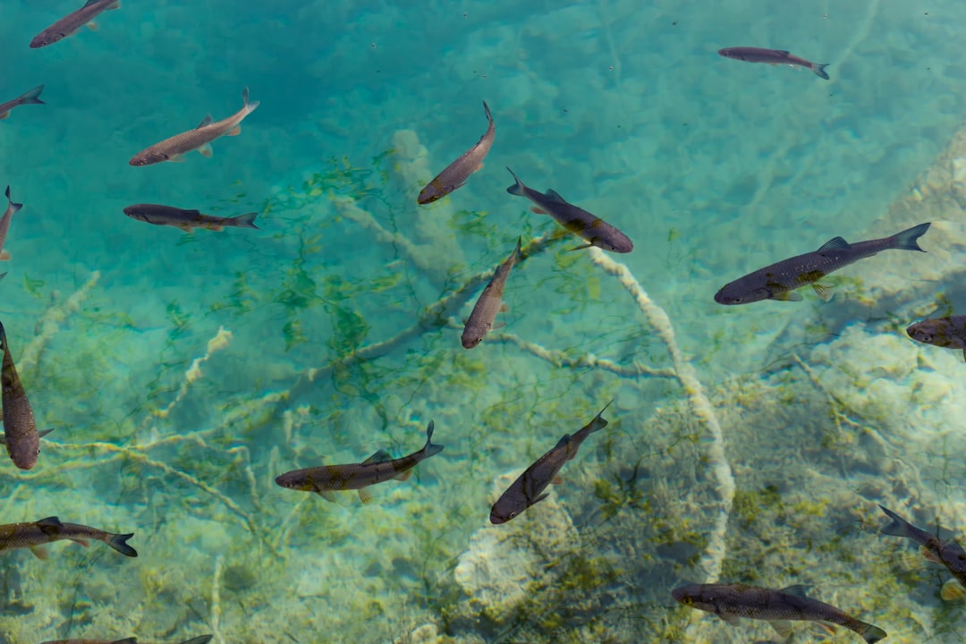 Underwater photo spot Plitvice Lakes National Park Plitvička Jezera