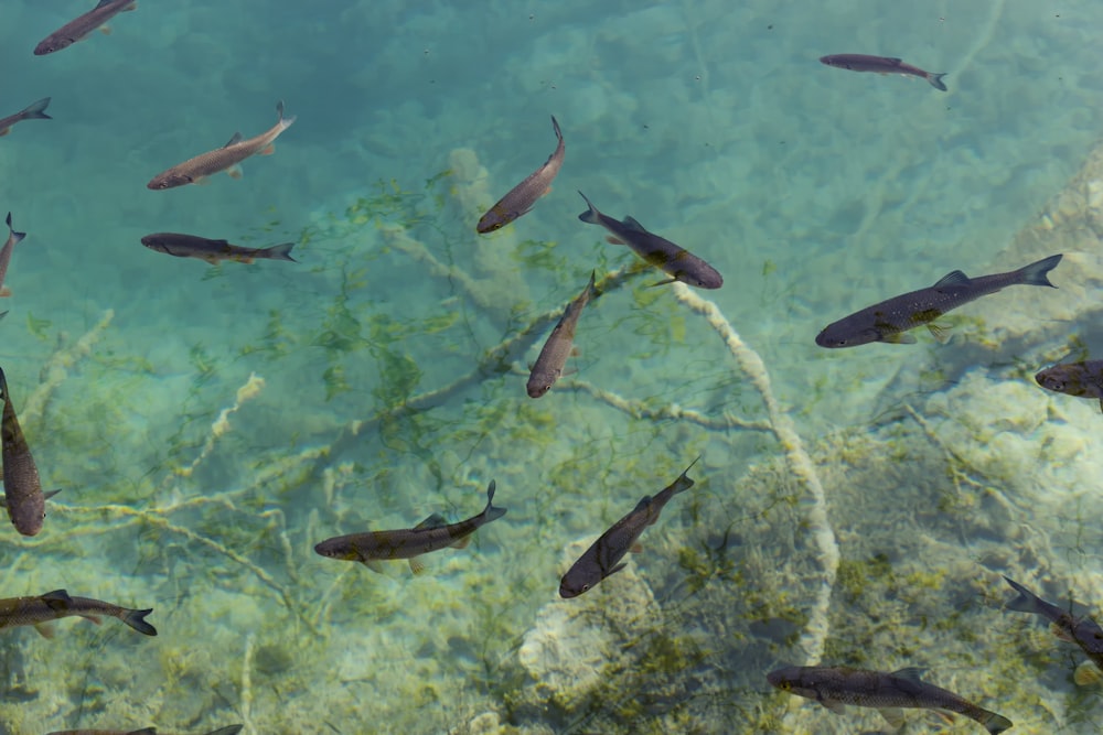 school of black fish