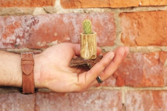 A hand with a leather strap watch holds a small piece of bark with a tiny cactus planted in it. The background consists of a red brick wall, providing a rustic aesthetic.
