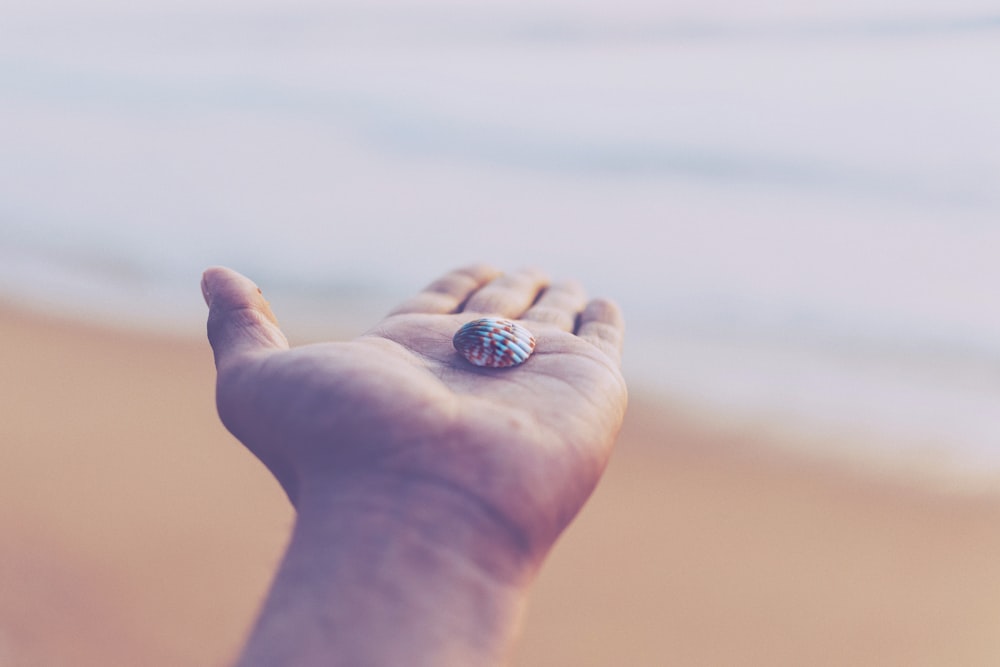 Photo de mise au point sélective d’un coquillage blanc et rouge sur le dessus de la paume gauche de la personne