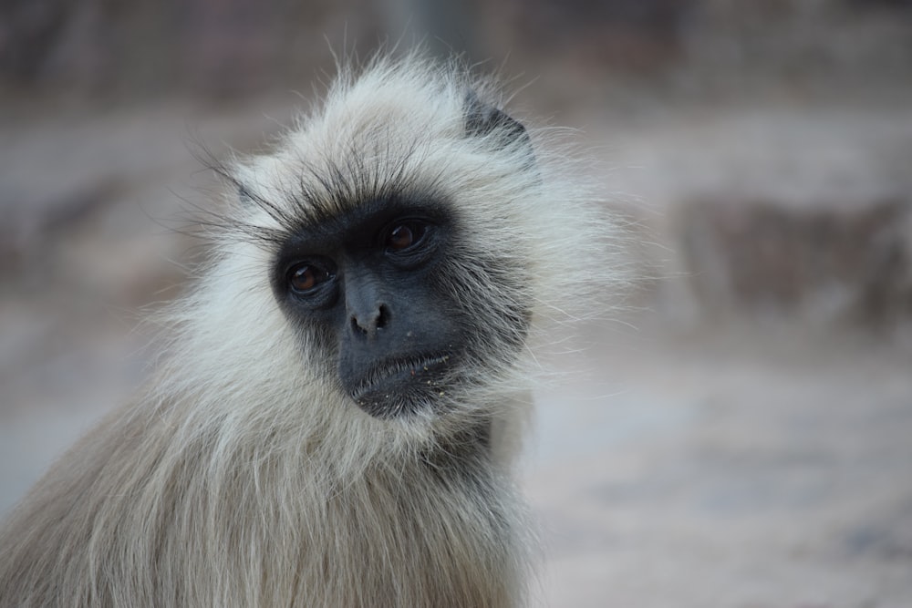 black and gray monkey looking sidewards