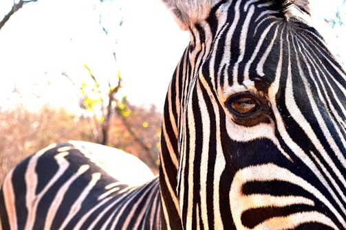 A close-up of a zebra's face and body with its distinctive black and white stripes. The zebra's eye is prominently visible, reflecting light, while background plants and trees are softly out of focus.