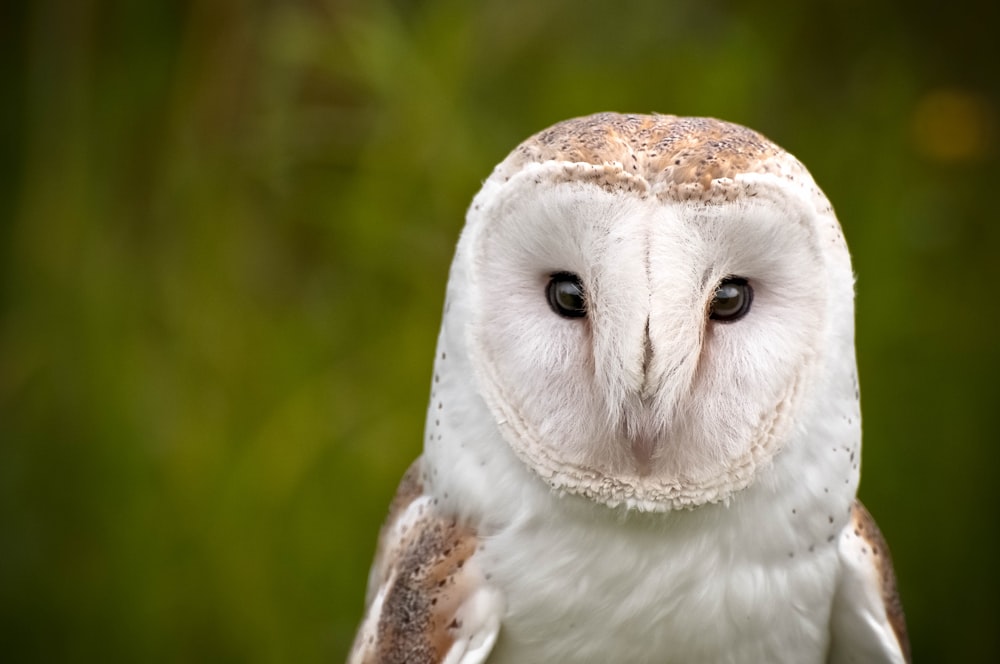 white barn owl