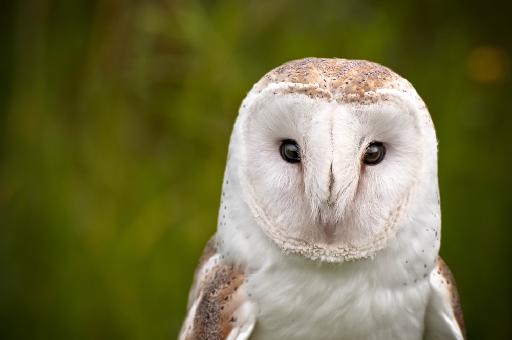 Barn Owl Pictures Download Free Images On Unsplash